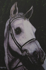 cheval-gris-portrait